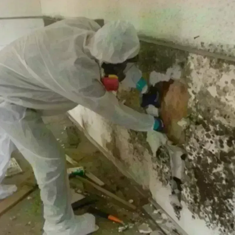 Mold Remediation and Removal in Antioch, IL